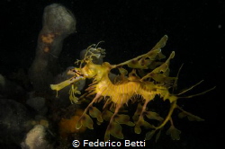 Leafy Seadragon... by Federico Betti 